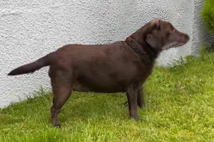 Tilly 12 yrs old