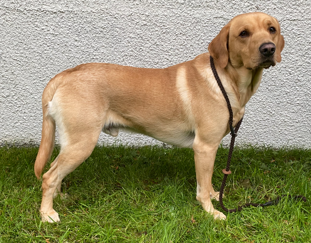 Parker 2 1/2yrs old (Lolas Son)