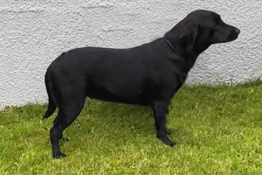 5 1/2yrs old (Tippy's Daughter)