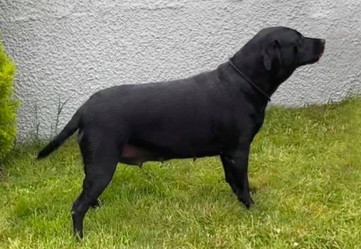Tippy 10yrs (Tilly's Daughter)